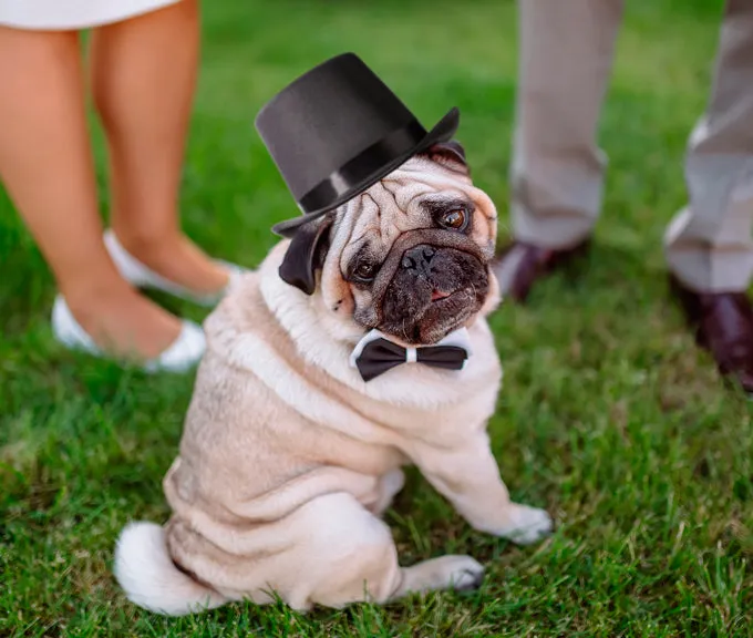 Black Top Hat for Dogs for Wedding Ceremonies - Discontinued