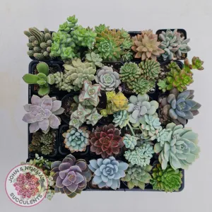 Bulk Mixed Succulent Value Packs