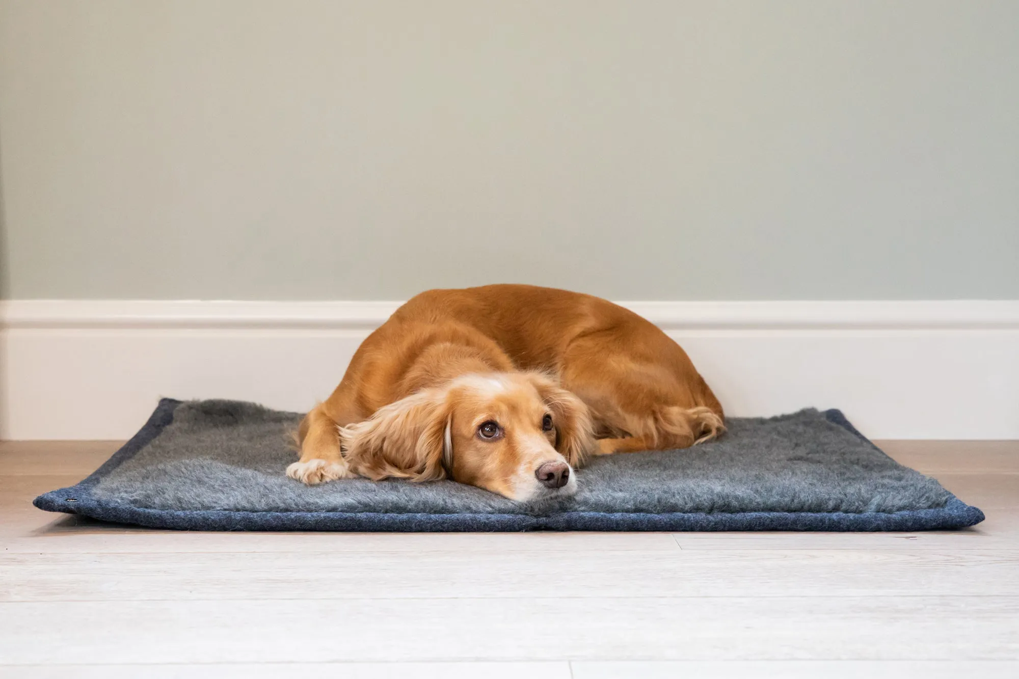 Cobalt Blue Dog Roll Mat